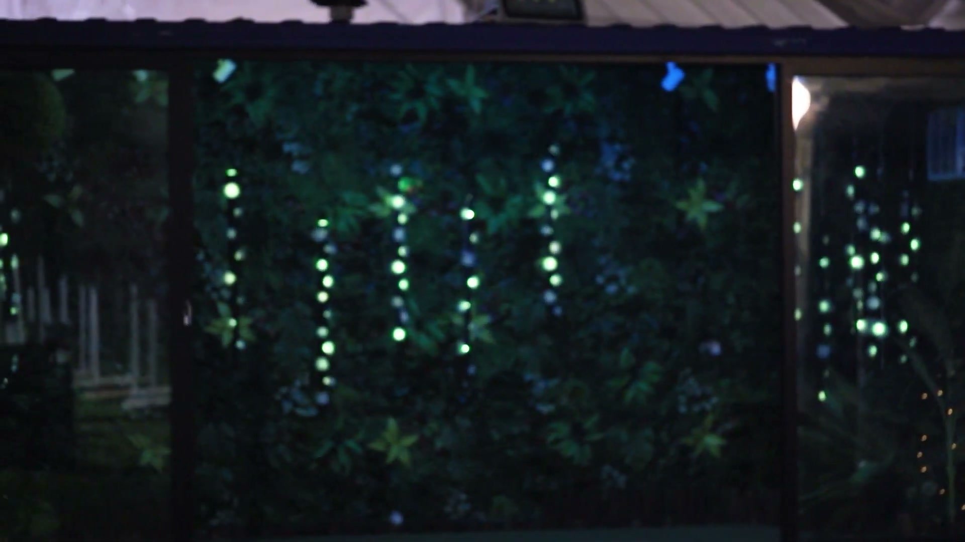 the container at night, its glass front showing strands of glowing flowers against a wall of greenery